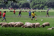 Отара овец пасется на фоне любителей футбола