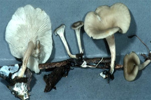 Таинственный гриб в провинции Юньнань 