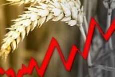 Зерно дорожает. Миру грозит продовольственный кризис?