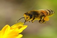 Эстонец потребует в суде изменить маршрут полета пчел