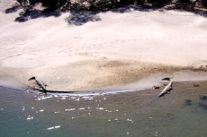 Из-за крокодила закрыли несколько французских пляжей