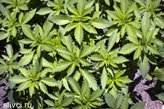 Голландия ввела запрет на продажу марихуаны туристам