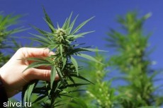 В Испании разрешили выращивать марихуану для борьбы с кризисом