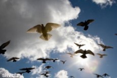 Как голуби чувствуют магнитное поле Земли?