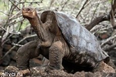 Умерла последняя гигантская галапагосская черепаха