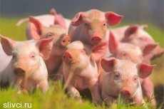 Свиньям в Литве создадут комфортные условия