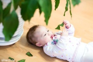 Растения для детской: прекрасные и опасные