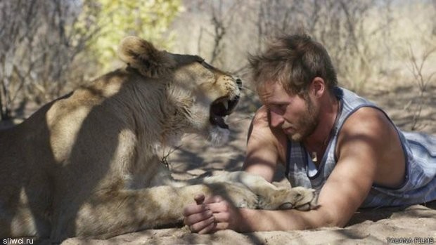 Как подружились человек и львица