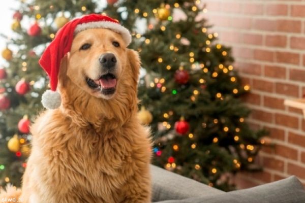 Новогодние приметы на удачу: как встретить 2018 год Желтой Собаки